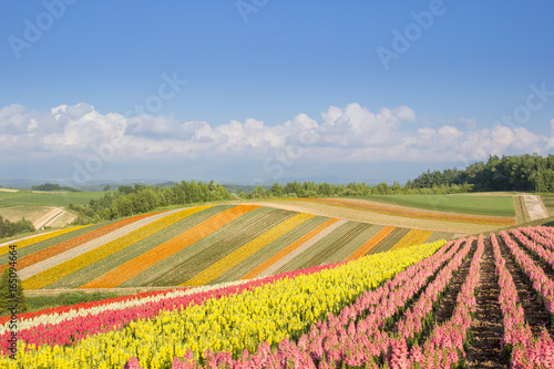 Colorful of flower bed on hill in summer at Biei  Hokkaido  Japan