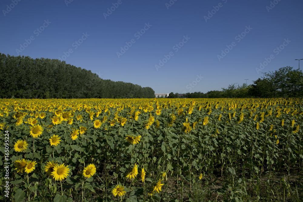 A field of sunflowers with blue sky background