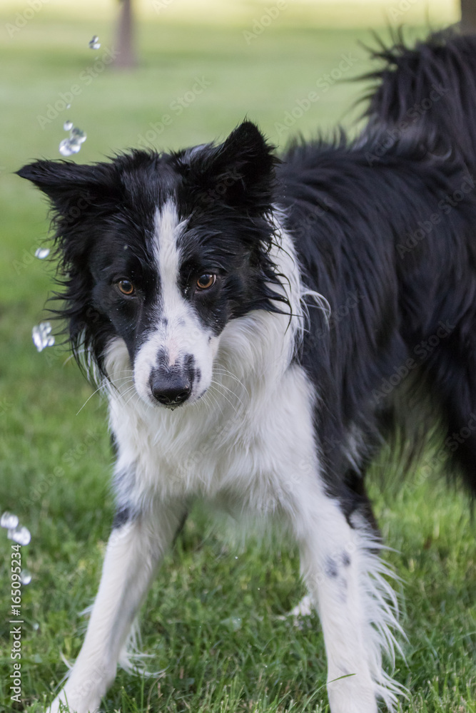 Border Collie Playing with Water from Garden Hose