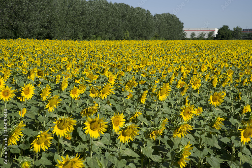 Fototapeta premium A field of sunflowers with blue sky background