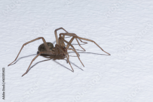 Brown home spider isolated on white background - macro © LuXpics