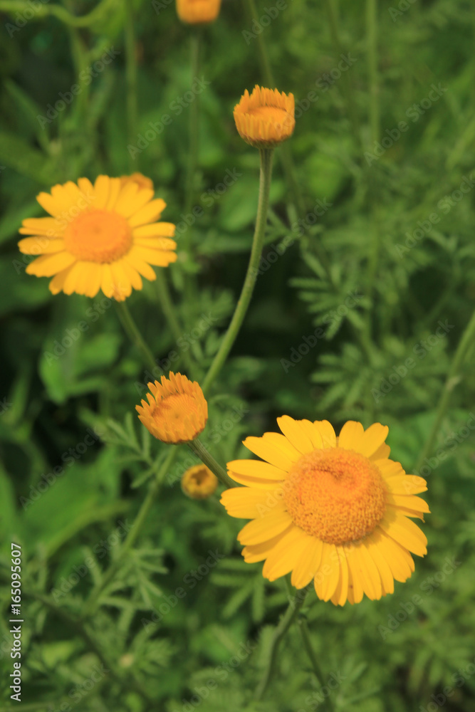 yellow daisies yellow daisies