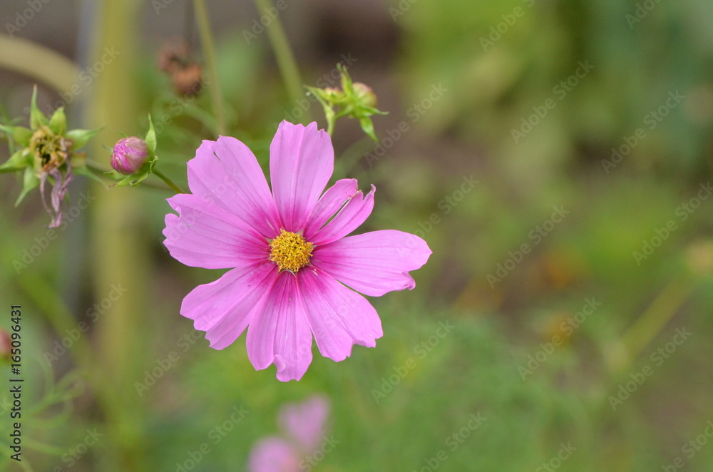 Cosmos Cosmos
