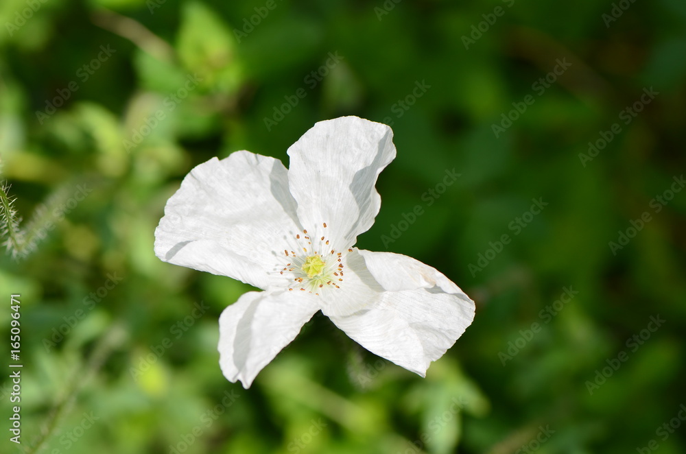 Obraz premium Coquelicot blanc