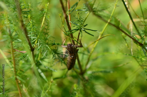 Exuvie d'Æschne bleue (Aeshna cyanea) © Emmanuelle KUHN