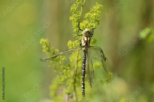 Aeschne bleue (Aeshna cyanea) 