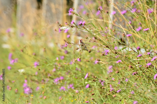 Chardonneret élégant (Carduelis carduelis)