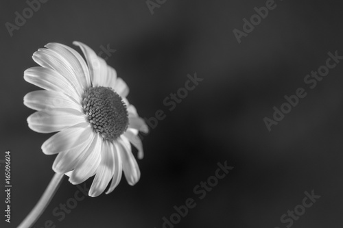 Daisy in Black and White