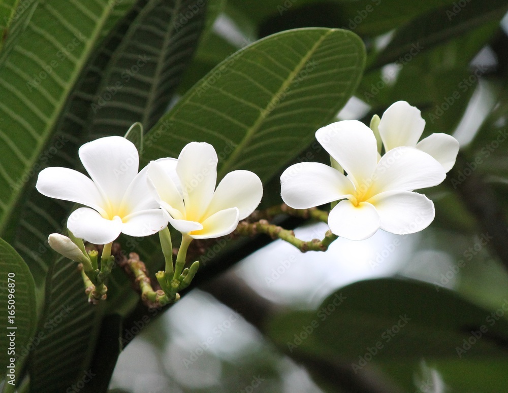 frangipani flower white background tree copy space