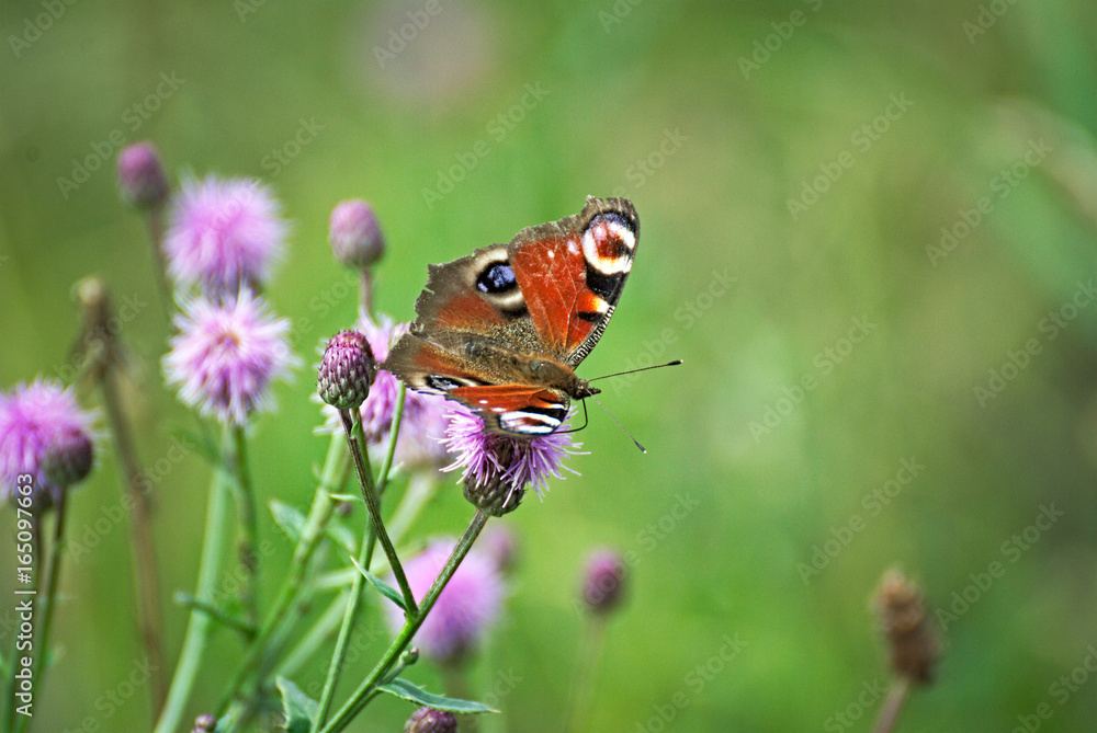 Beautiful butterfly on a pink flower Beautiful butterfly on a pink flower
