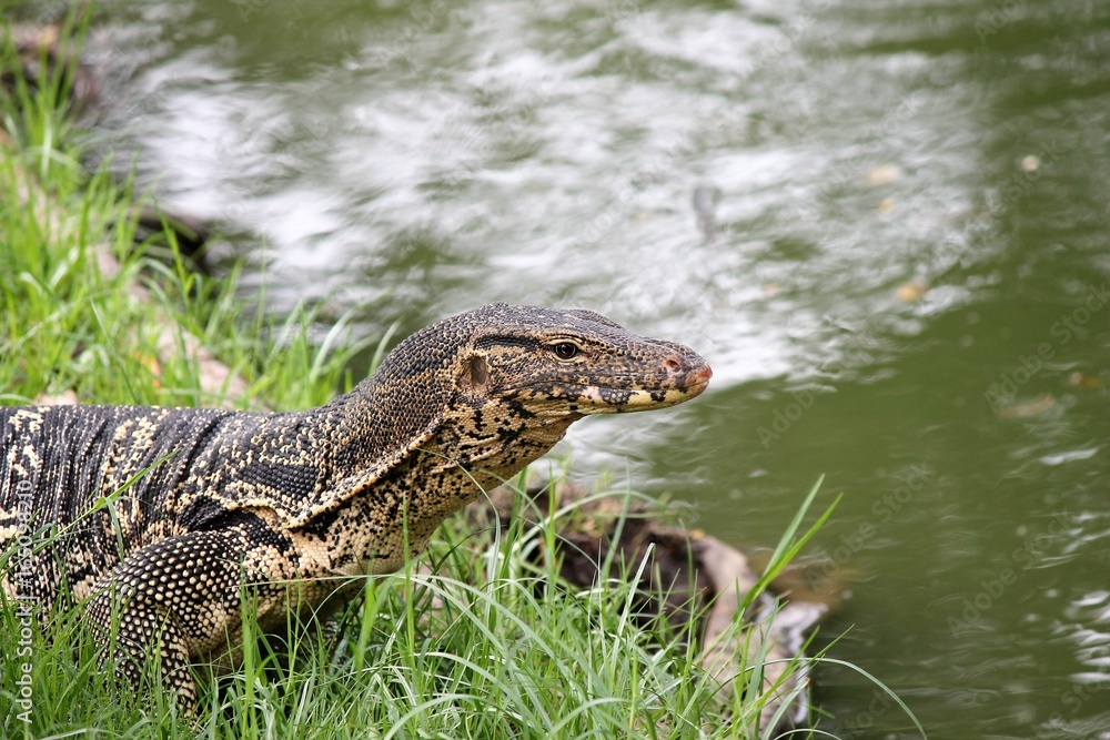monitor lizard thailand wild monitor lizard thailand wild
