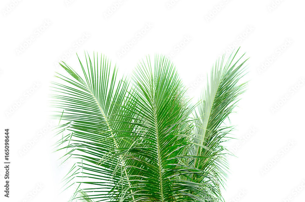 Leaves of coconut tree on white background Leaves of coconut tree on white background