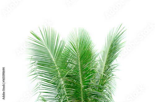 Leaves of coconut tree on white background