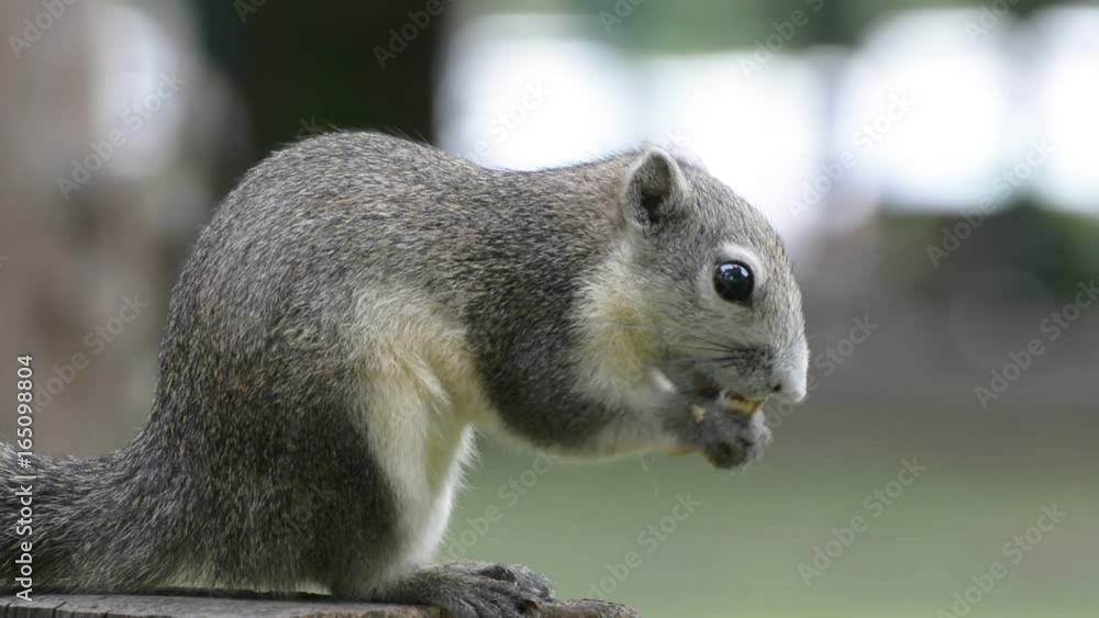 The squirrel eat nut on the stump in the park. No Sound. The squirrel eat nut on the stump in the park. No Sound.