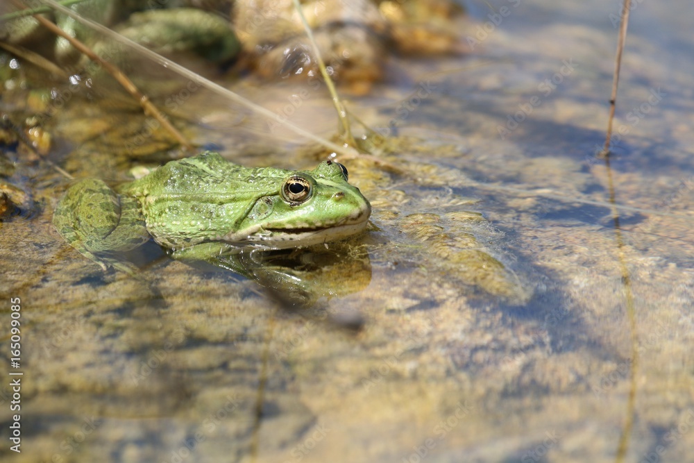 Obraz premium Grenouille verte en éveil