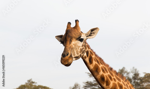 Fototapeta Naklejka Na Ścianę i Meble -  giraffe in africa