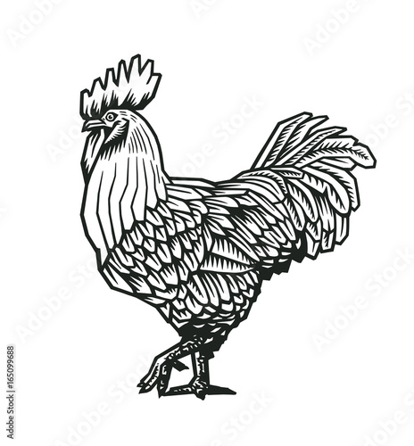 Rooster or cock hand drawn in medieval engraving style. Gorgeous farm bird isolated on white background. Vector illustration in monochrome colors for banner, print, restaurant logo, advertisement.