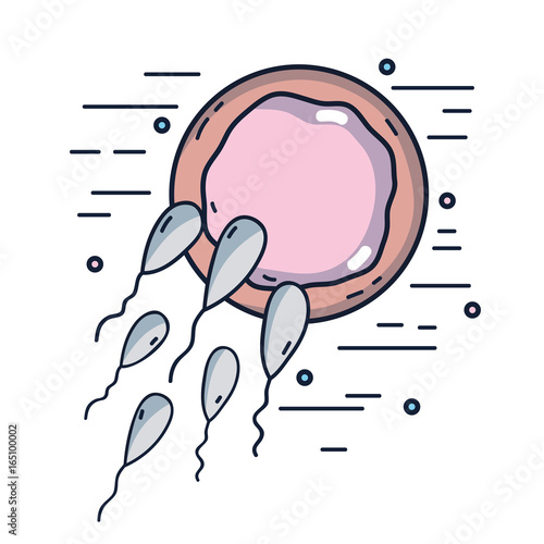biology fertilization with ovum with spermatozoa penetration