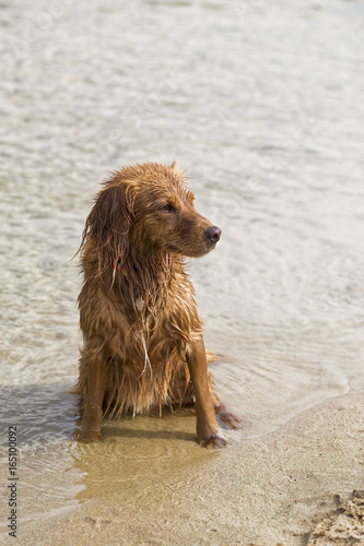 Dog Plays on the Beach