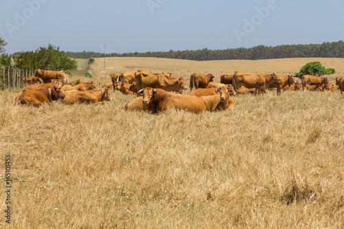 Cows in a farm in Porto Covo © lisandrotrarbach