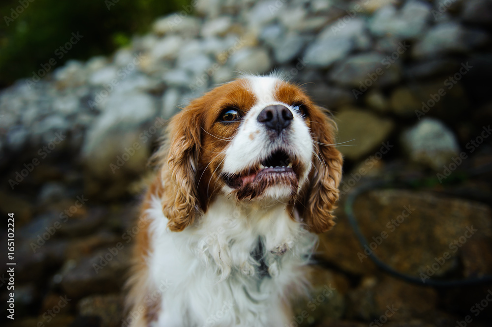 Cavalier King Charles Spaniel dog portrait against rock river