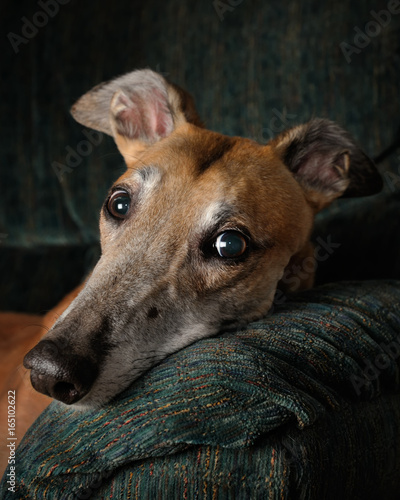 Retired Greyhound