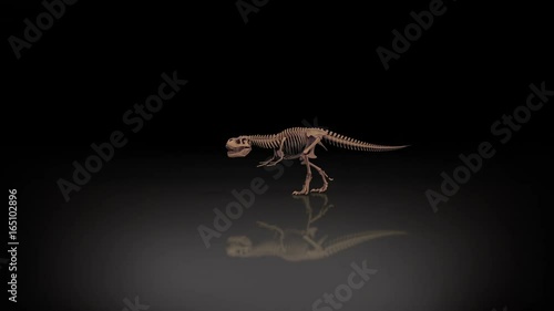 Trex skeleton walking, roaring 3D animation, alpha channel