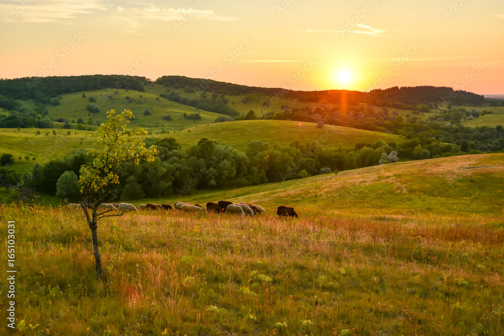 Obraz premium Landscape sunset back light tree hills grass clouds evening