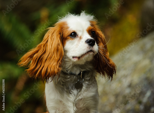 Cavalier King Charles Spaniel dog portrait