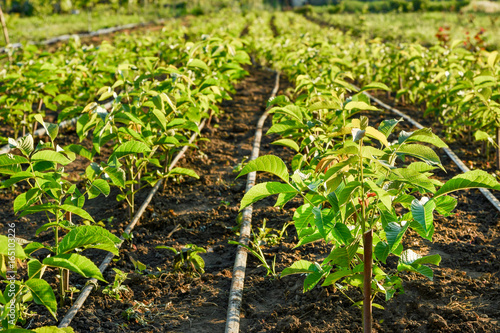 Cultivation of walnut seedlings on the plantation nursery on the stock for sale in the aisle between the planting of hazelnuts