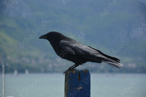 Corbeau sur le lac d'Annecy