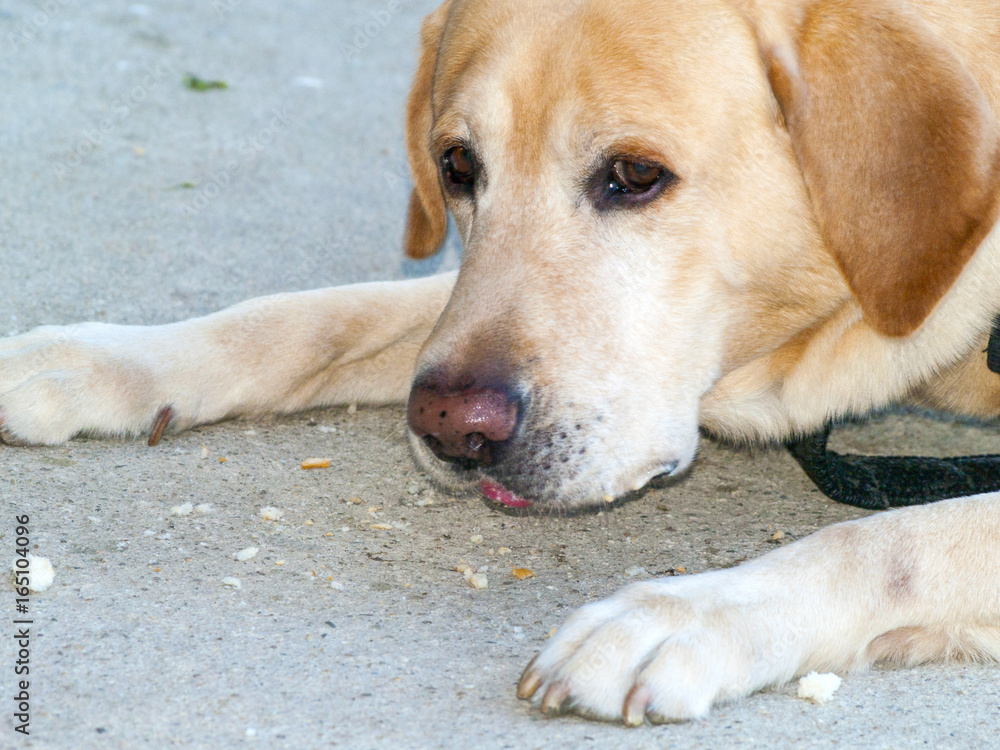 Portrait of golden Labrador Retriever Portrait of golden Labrador Retriever
