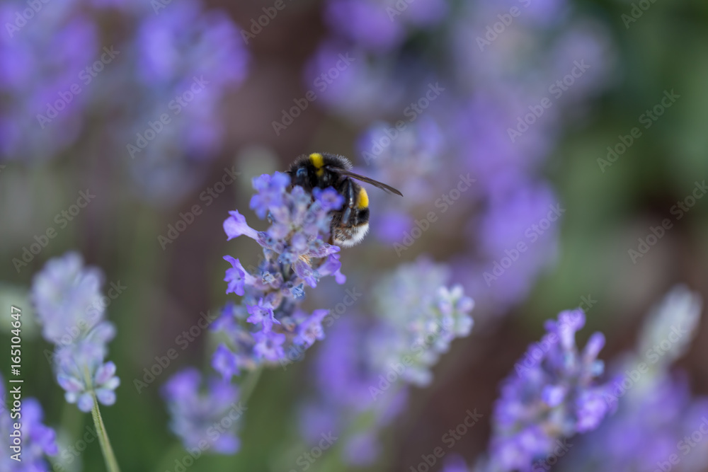 Humble-bee bumble bee in a field of lavander flowers blurred background close up macro Humble-bee bumble bee in a field of lavander flowers blurred background close up macro