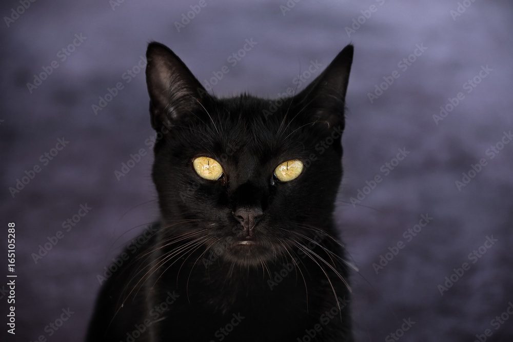 Black Cat - yellow eyes