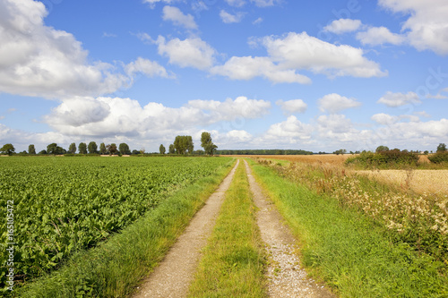 sugar beet and farm track