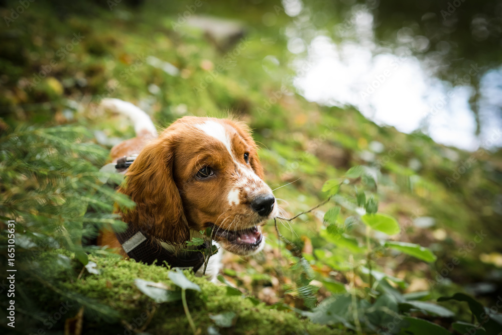 Welsh Springer Spaniel puppy in the forest