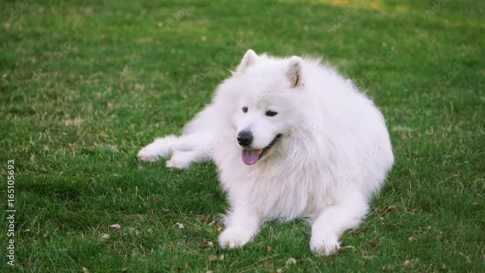 Funny white Samoyed husky dog in the park. Laika dog breed walking in summer day. Greenery background. SLOW MOTION. Funny white Samoyed husky dog in the park. Laika dog breed walking in summer day. Greenery background. SLOW MOTION.