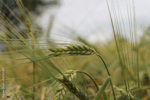 wheat crop growing rye wheat grain seed head background copy space 