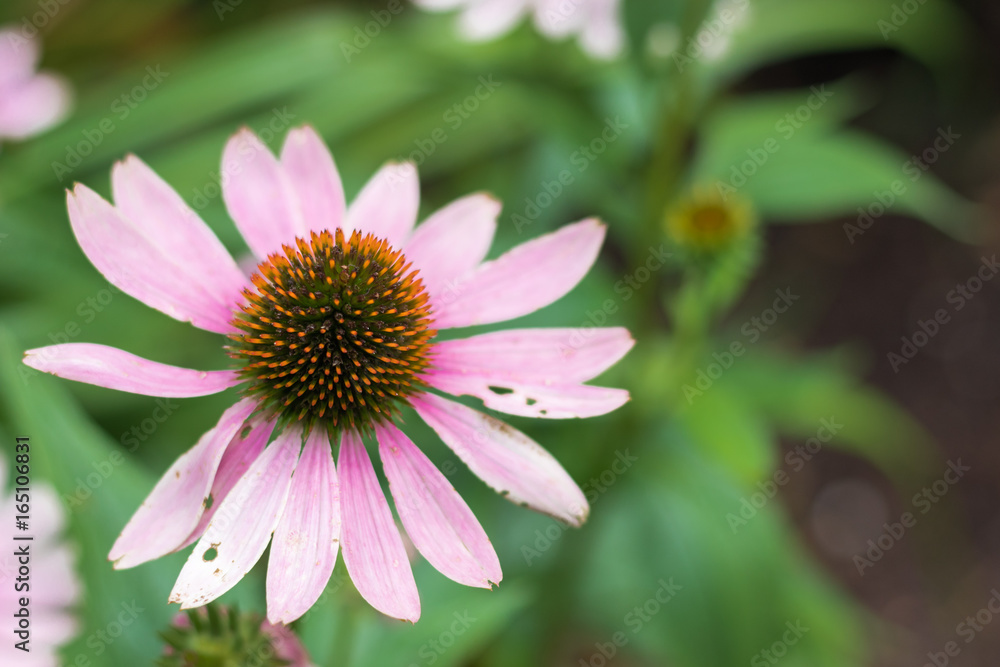 Echinacea Echinacea