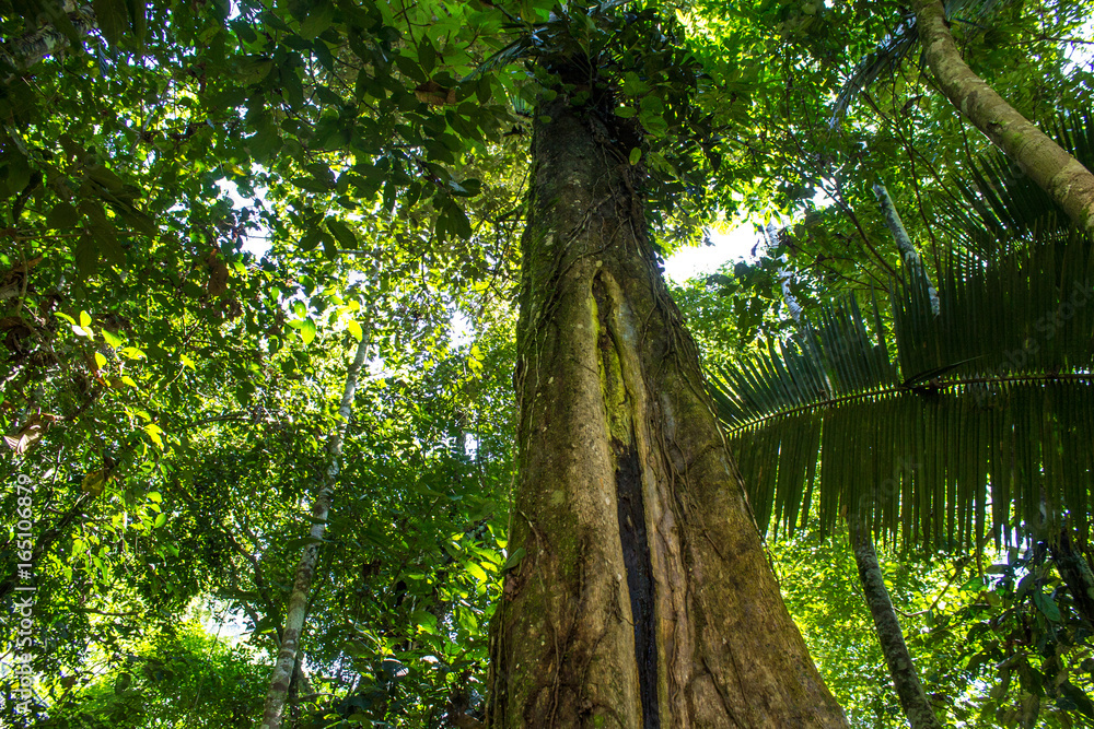 Fototapeta premium Un árbol de vida