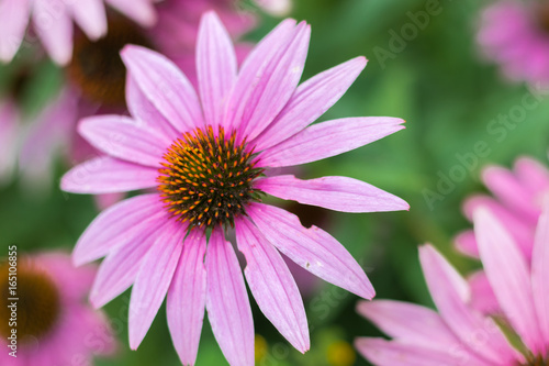 Echinacea