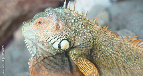 Head close-up of green yellow iguana sitting still upon rocks doing nothing.
