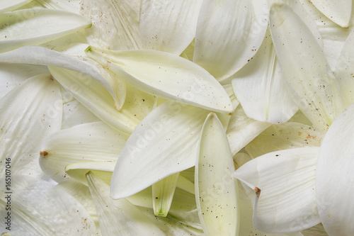 Lily petals