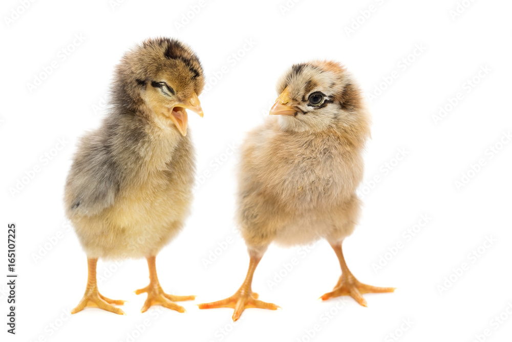 Two chickens on white background Two chickens on white background