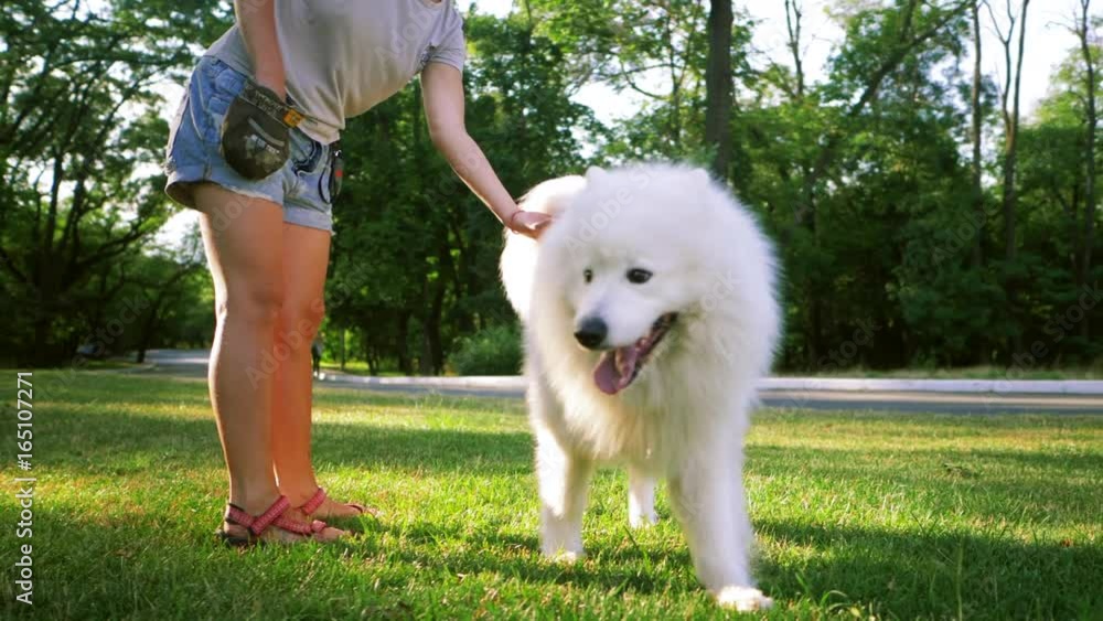 An adult woman with red hair plays and strokes her dog of the Samoyed breed. White fluffy pet in a park with mistress on a green lawn have fun. SLOW MOTION An adult woman with red hair plays and strokes her dog of the Samoyed breed. White fluffy pet in a park with mistress on a green lawn have fun. SLOW MOTION