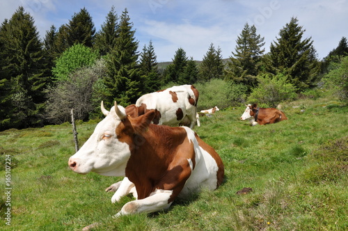 Vaches en paturage photo