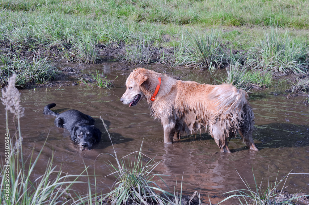 Fototapeta premium Hunde im Wasserloch
