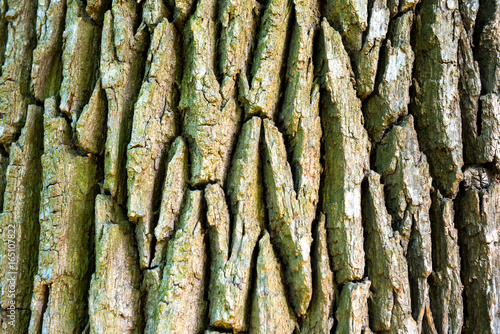 Texture of old oak tree