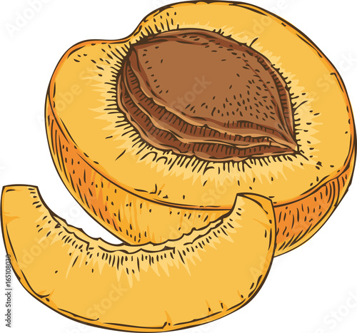 Ripe Apricot. Slice and Cross Section