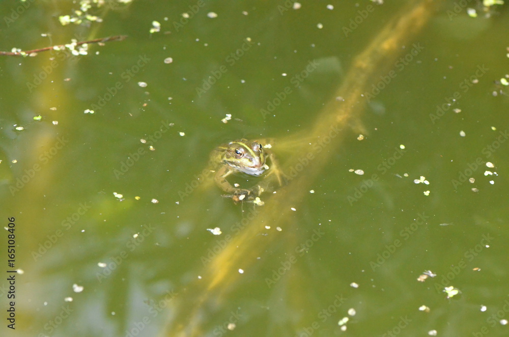 Fototapeta premium Grenouille verte